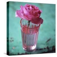 Pink Rose in a Pink Glass-Michael Paul-Stretched Canvas