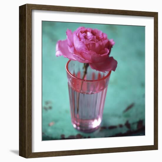 Pink Rose in a Pink Glass-Michael Paul-Framed Photographic Print