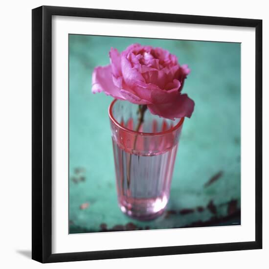 Pink Rose in a Pink Glass-Michael Paul-Framed Photographic Print