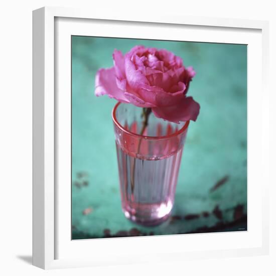 Pink Rose in a Pink Glass-Michael Paul-Framed Photographic Print