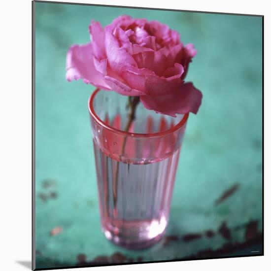 Pink Rose in a Pink Glass-Michael Paul-Mounted Photographic Print