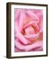 Pink rose, International Rose Test Garden, Portland, Oregon.-William Sutton-Framed Photographic Print