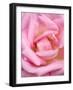 Pink rose, International Rose Test Garden, Portland, Oregon.-William Sutton-Framed Photographic Print