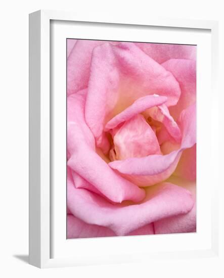 Pink rose, International Rose Test Garden, Portland, Oregon.-William Sutton-Framed Photographic Print