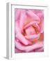 Pink rose, International Rose Test Garden, Portland, Oregon.-William Sutton-Framed Photographic Print