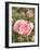 Pink rose, International Rose Test Garden, Portland, Oregon.-William Sutton-Framed Photographic Print