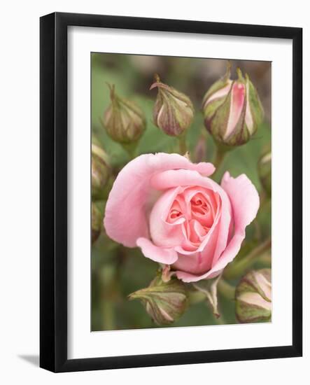 Pink rose, International Rose Test Garden, Portland, Oregon.-William Sutton-Framed Photographic Print