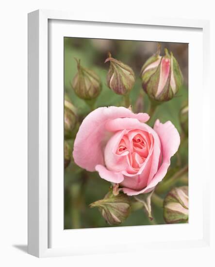 Pink rose, International Rose Test Garden, Portland, Oregon.-William Sutton-Framed Photographic Print