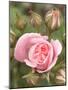 Pink rose, International Rose Test Garden, Portland, Oregon.-William Sutton-Mounted Photographic Print