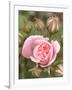 Pink rose, International Rose Test Garden, Portland, Oregon.-William Sutton-Framed Photographic Print