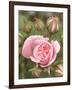 Pink rose, International Rose Test Garden, Portland, Oregon.-William Sutton-Framed Photographic Print