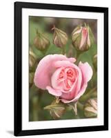 Pink rose, International Rose Test Garden, Portland, Oregon.-William Sutton-Framed Photographic Print