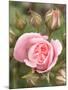 Pink rose, International Rose Test Garden, Portland, Oregon.-William Sutton-Mounted Photographic Print