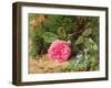 Pink Rose on a Mossy Bank, 1875-Henry Sutton Palmer-Framed Giclee Print