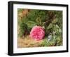 Pink Rose on a Mossy Bank, 1875-Henry Sutton Palmer-Framed Giclee Print