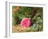 Pink Rose on a Mossy Bank, 1875-Henry Sutton Palmer-Framed Giclee Print