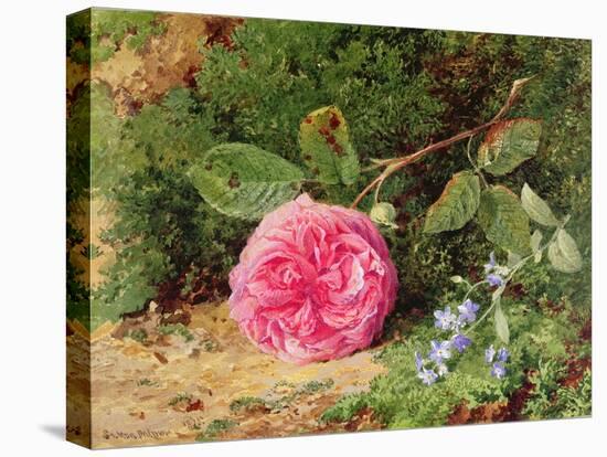 Pink Rose on a Mossy Bank, 1875-Henry Sutton Palmer-Stretched Canvas