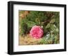 Pink Rose on a Mossy Bank, 1875-Henry Sutton Palmer-Framed Giclee Print