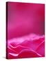 Pink Rose, Portland Rose Garden, Oregon, USA-Brent Bergherm-Stretched Canvas
