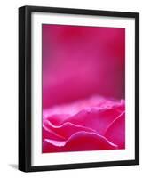 Pink Rose, Portland Rose Garden, Oregon, USA-Brent Bergherm-Framed Photographic Print