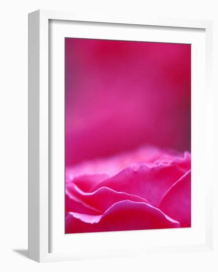 Pink Rose, Portland Rose Garden, Oregon, USA-Brent Bergherm-Framed Photographic Print