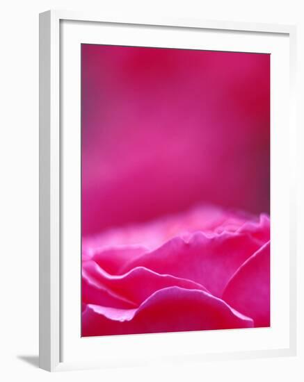 Pink Rose, Portland Rose Garden, Oregon, USA-Brent Bergherm-Framed Photographic Print
