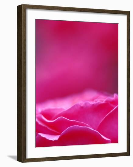 Pink Rose, Portland Rose Garden, Oregon, USA-Brent Bergherm-Framed Photographic Print