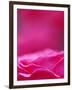 Pink Rose, Portland Rose Garden, Oregon, USA-Brent Bergherm-Framed Photographic Print