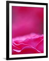 Pink Rose, Portland Rose Garden, Oregon, USA-Brent Bergherm-Framed Photographic Print