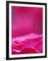 Pink Rose, Portland Rose Garden, Oregon, USA-Brent Bergherm-Framed Photographic Print