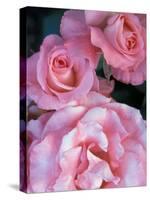 Pink Rose Trio at Bellevue Botanical Garden, Washington, USA-Jamie & Judy Wild-Stretched Canvas