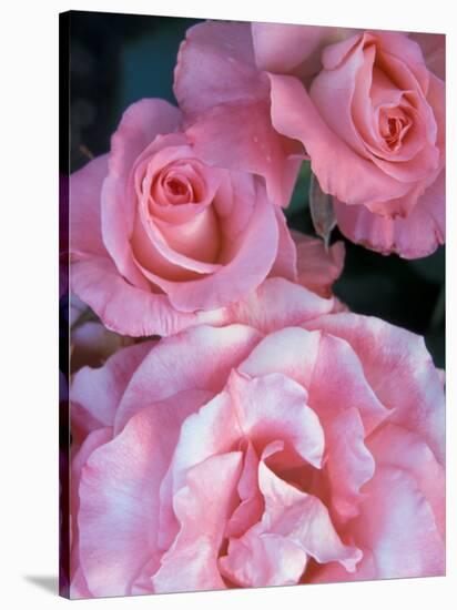 Pink Rose Trio at Bellevue Botanical Garden, Washington, USA-Jamie & Judy Wild-Stretched Canvas