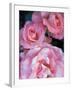 Pink Rose Trio at Bellevue Botanical Garden, Washington, USA-Jamie & Judy Wild-Framed Premium Photographic Print