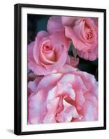 Pink Rose Trio at Bellevue Botanical Garden, Washington, USA-Jamie & Judy Wild-Framed Premium Photographic Print