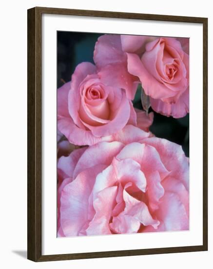 Pink Rose Trio at Bellevue Botanical Garden, Washington, USA-Jamie & Judy Wild-Framed Premium Photographic Print