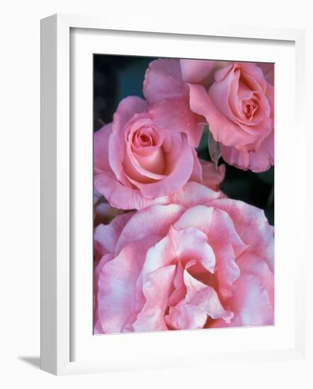 Pink Rose Trio at Bellevue Botanical Garden, Washington, USA-Jamie & Judy Wild-Framed Photographic Print
