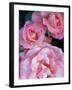 Pink Rose Trio at Bellevue Botanical Garden, Washington, USA-Jamie & Judy Wild-Framed Photographic Print