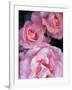 Pink Rose Trio at Bellevue Botanical Garden, Washington, USA-Jamie & Judy Wild-Framed Photographic Print