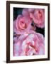 Pink Rose Trio at Bellevue Botanical Garden, Washington, USA-Jamie & Judy Wild-Framed Photographic Print