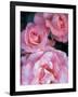 Pink Rose Trio at Bellevue Botanical Garden, Washington, USA-Jamie & Judy Wild-Framed Photographic Print