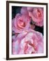 Pink Rose Trio at Bellevue Botanical Garden, Washington, USA-Jamie & Judy Wild-Framed Photographic Print