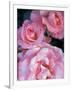 Pink Rose Trio at Bellevue Botanical Garden, Washington, USA-Jamie & Judy Wild-Framed Photographic Print