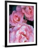 Pink Rose Trio at Bellevue Botanical Garden, Washington, USA-Jamie & Judy Wild-Framed Photographic Print