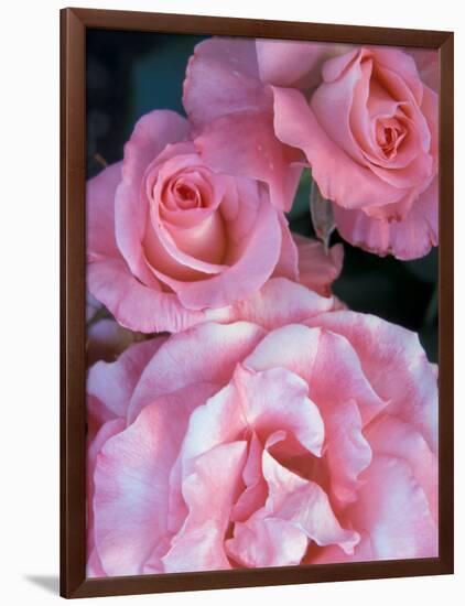 Pink Rose Trio at Bellevue Botanical Garden, Washington, USA-Jamie & Judy Wild-Framed Photographic Print