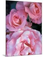 Pink Rose Trio at Bellevue Botanical Garden, Washington, USA-Jamie & Judy Wild-Mounted Photographic Print