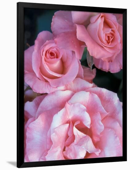 Pink Rose Trio at Bellevue Botanical Garden, Washington, USA-Jamie & Judy Wild-Framed Photographic Print