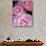 Pink Rose Trio at Bellevue Botanical Garden, Washington, USA-Jamie & Judy Wild-Photographic Print displayed on a wall