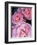 Pink Rose Trio at Bellevue Botanical Garden, Washington, USA-Jamie & Judy Wild-Framed Premium Photographic Print