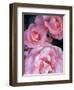 Pink Rose Trio at Bellevue Botanical Garden, Washington, USA-Jamie & Judy Wild-Framed Photographic Print