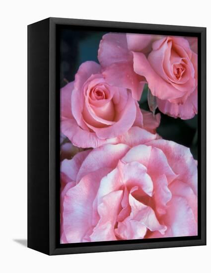 Pink Rose Trio at Bellevue Botanical Garden, Washington, USA-Jamie & Judy Wild-Framed Stretched Canvas